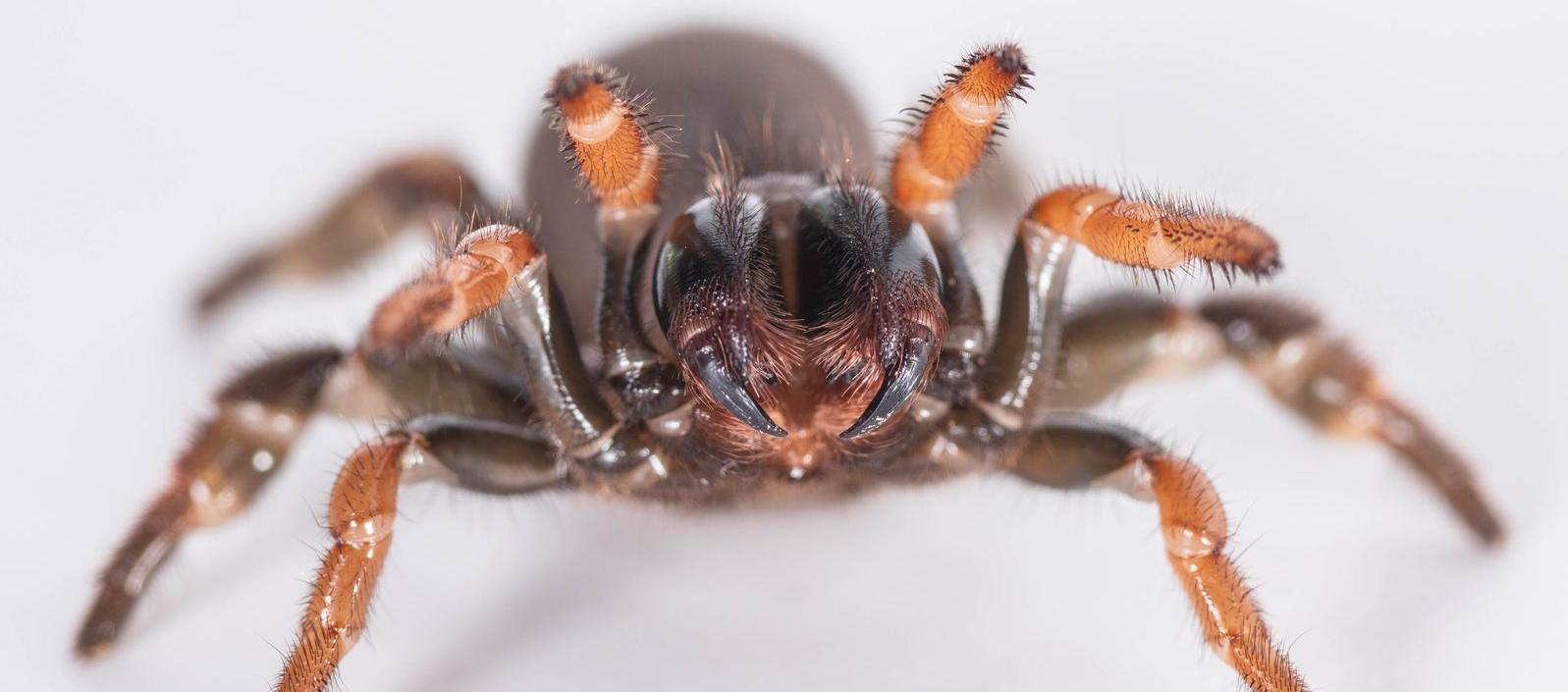 ‘Actinopus embera’, especie de araña descubierta. 