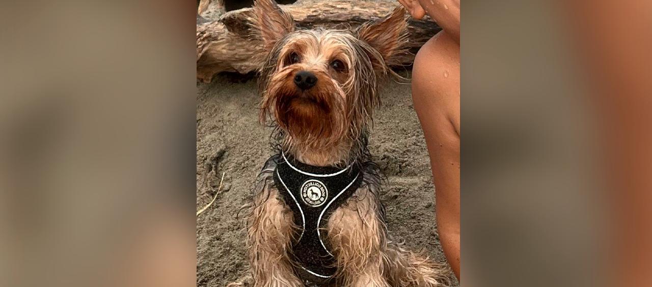 Así estaba 'Scotty' antes de perderse. 