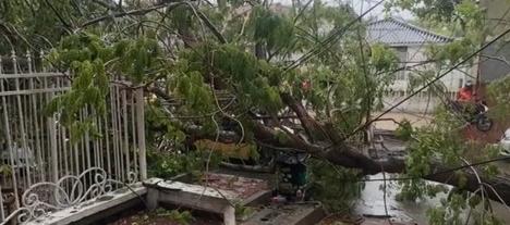 Caída de árbol en La Victoria. 