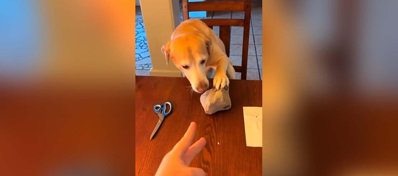 Imagen del canino "jugando piedra, papel o tijera". 