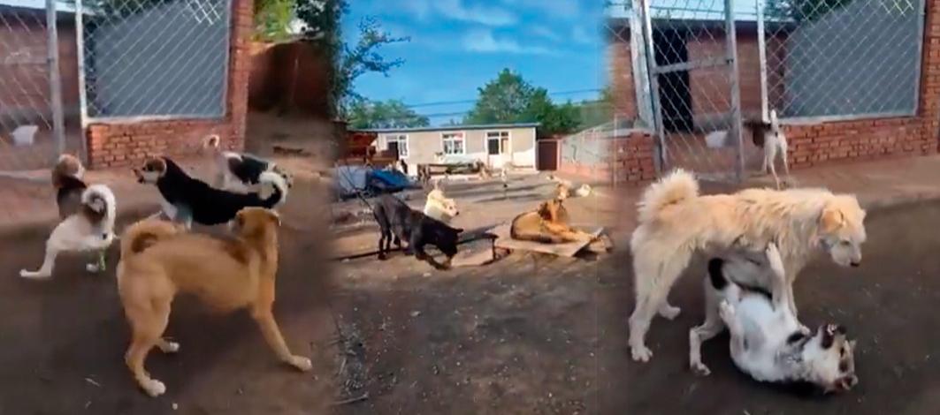 Imágenes de la escena protagonizada por los caninos. 