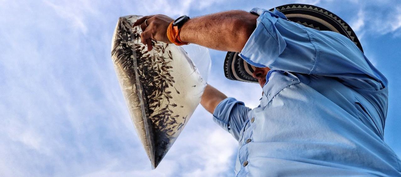 Alevinos de bocachico en momentos en que iban a ser introducidos al cuerpo de agua.