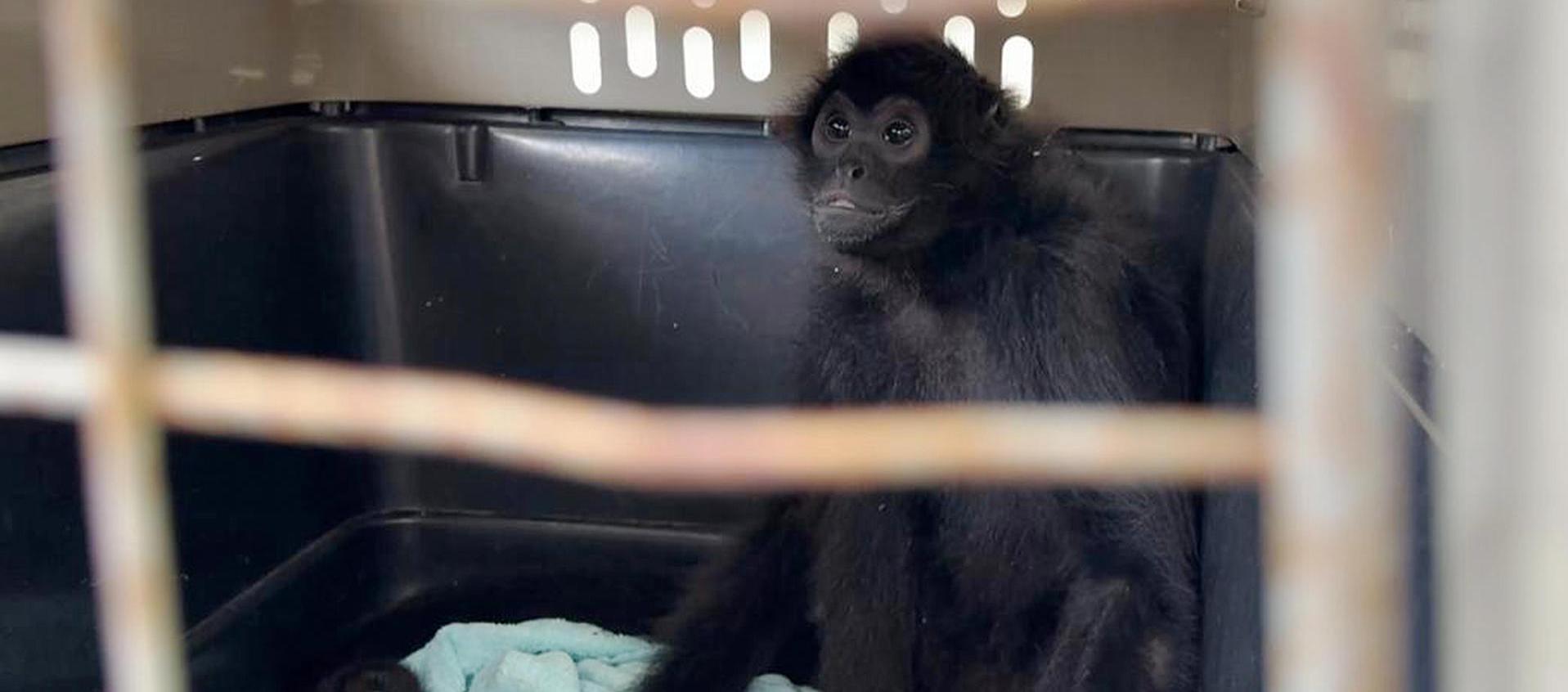  Mono araña rescatado en Medellín. 