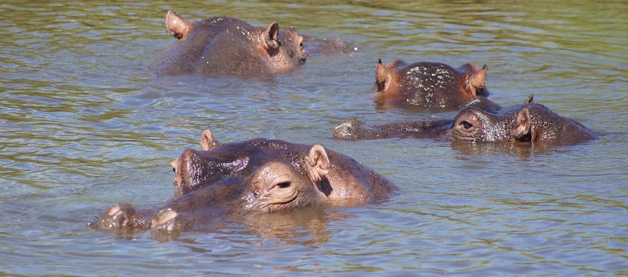 Hipopótamos. 