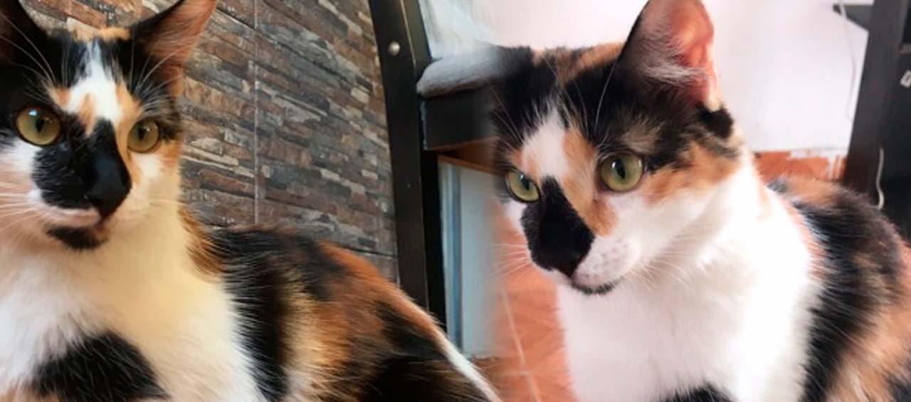 'Oreo' de ojos verdes. 