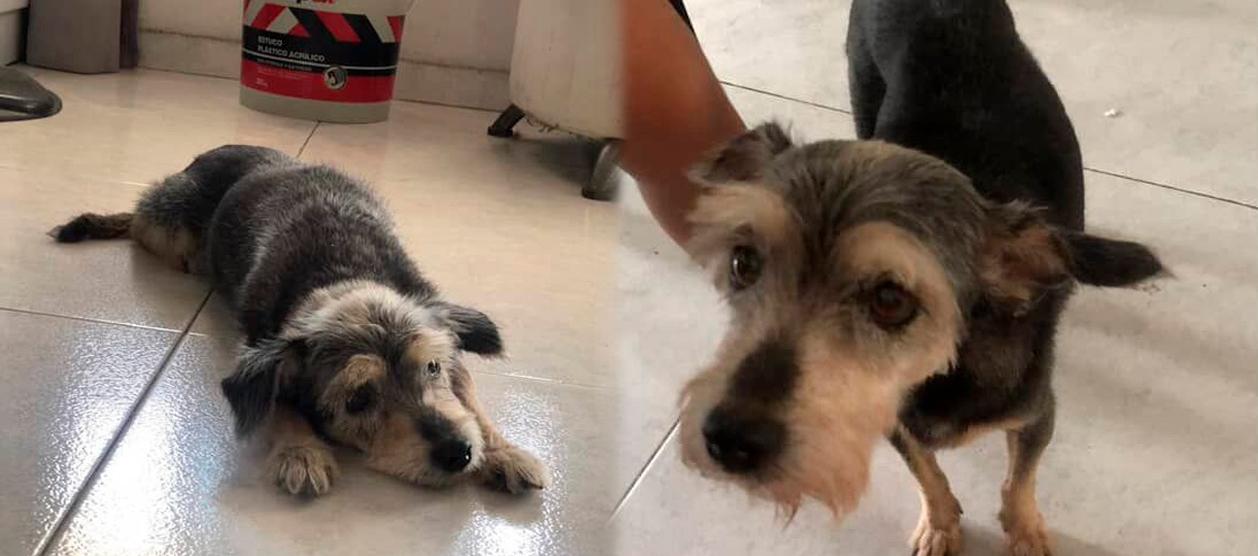 'Estrella', de color negro con algunas partes café. 