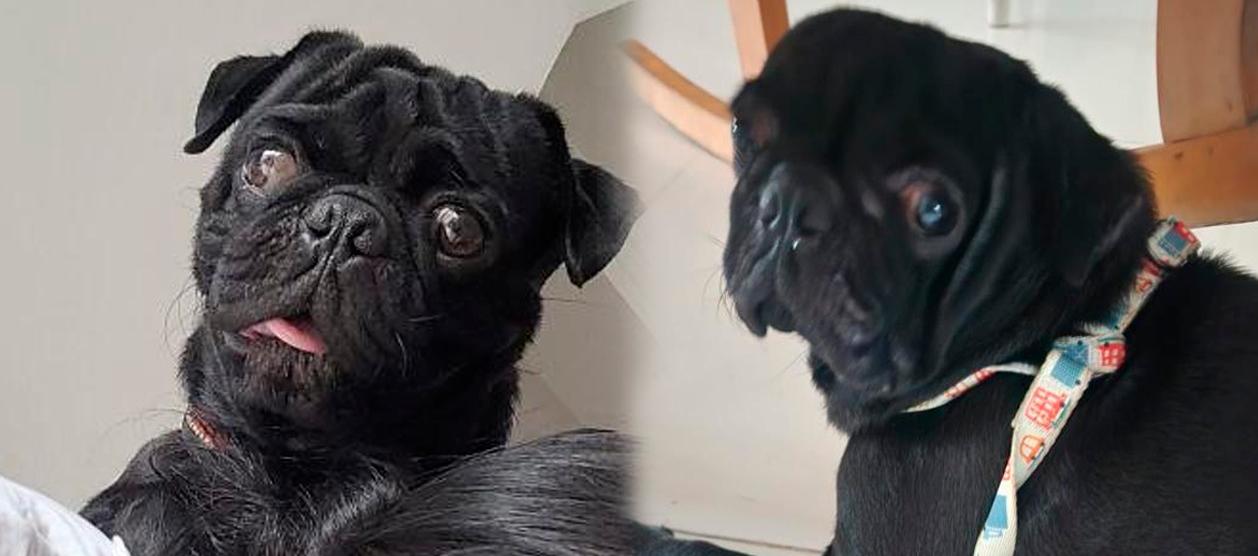 Fotografías de 'Brony'. 