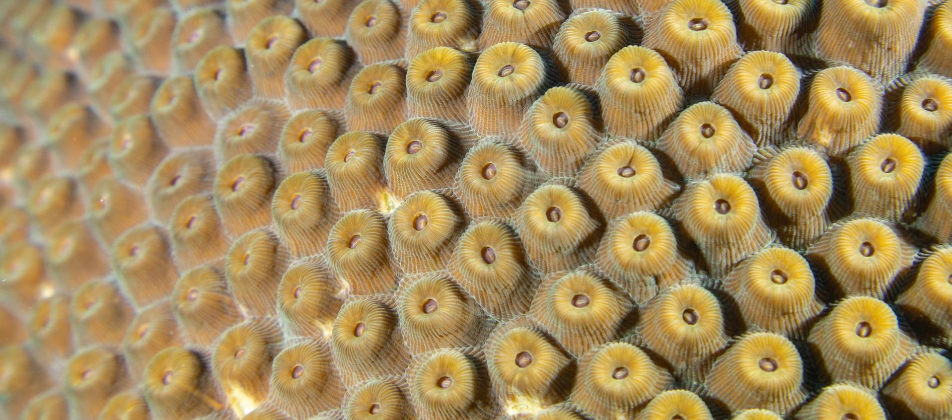 Ecosistema marino en Colombia.