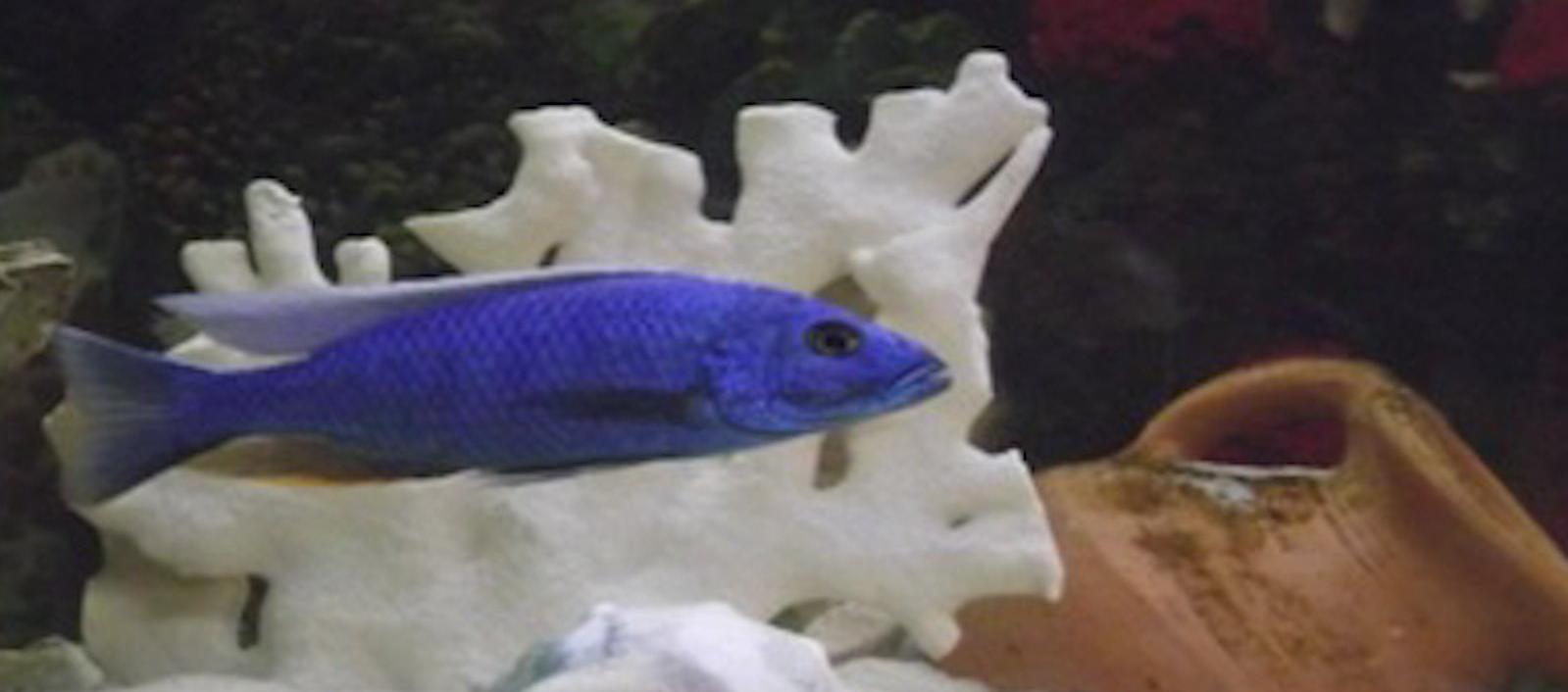 Especies marinas exóticas eran presuntamente traficadas por esta red.