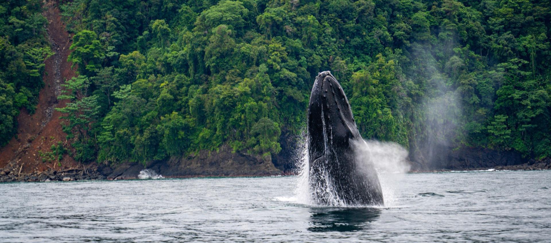 Visitar el Pacífico para ver las ballenas siempre será un destino imperdible. 