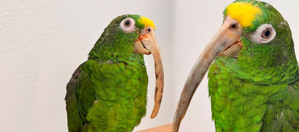 Fotografías de la lora rescatada. 