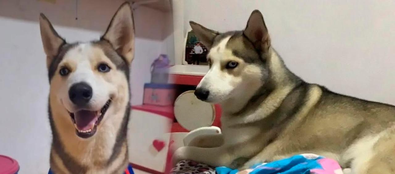 Fotografías de 'Maxi'. 