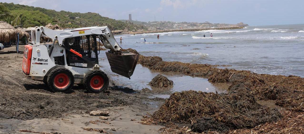 Con maquinaria se realiza el proceso de recolección.