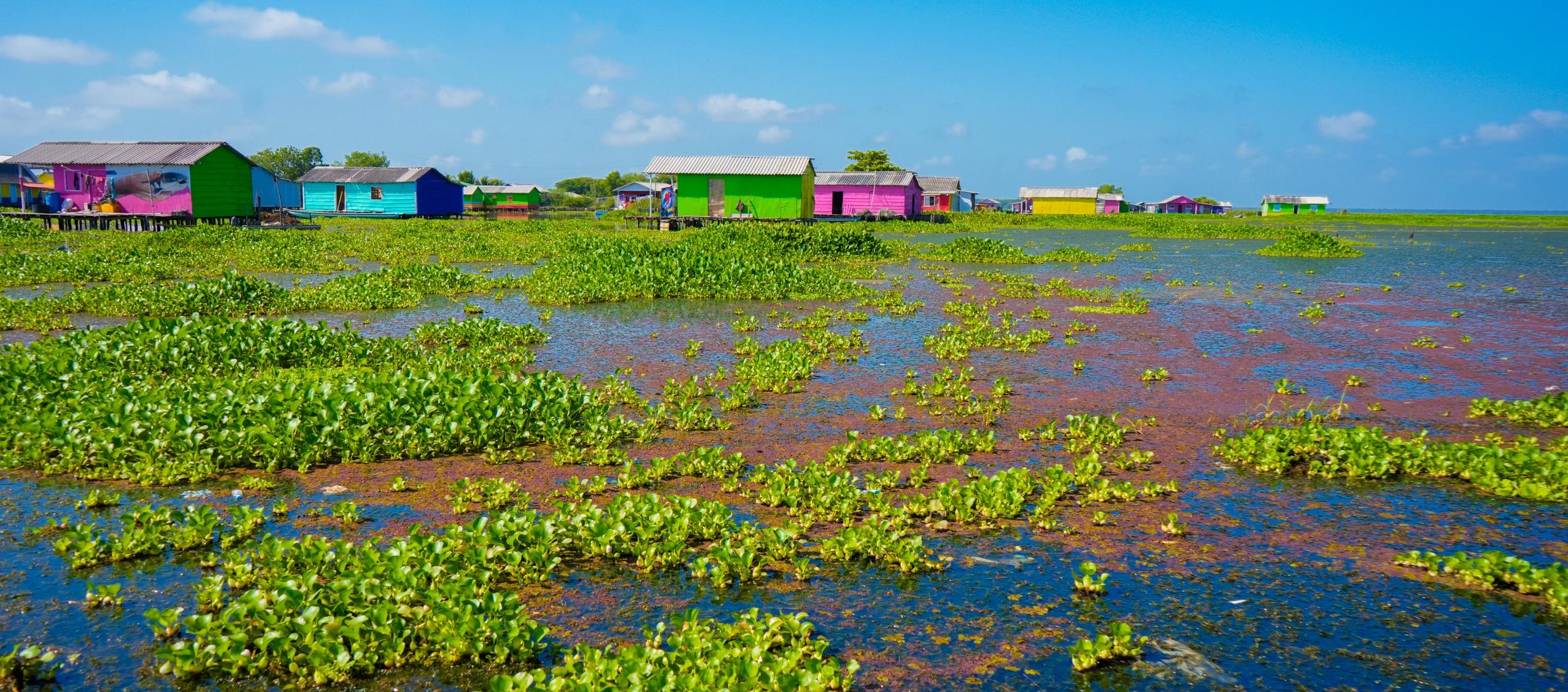 Así se ve la ciénaga en Nueva Venecia