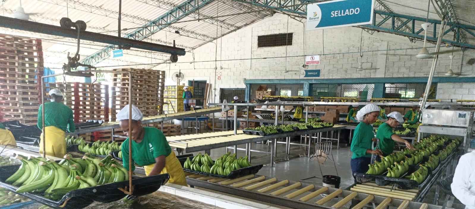 Imagen de referencia de Banacol.