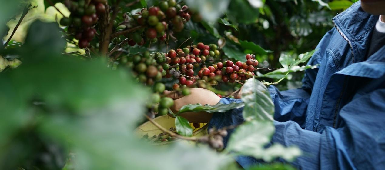Colombia exportó en 2024 a Estados Unidos 1.508 millones de dólares en café.