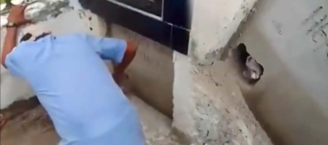 El incidente ha desatado una alerta sobre la posible realización de rituales de santería con animales.