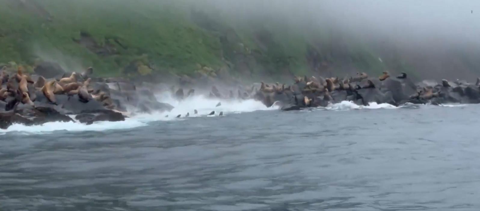 Imagen de los leones marinos.