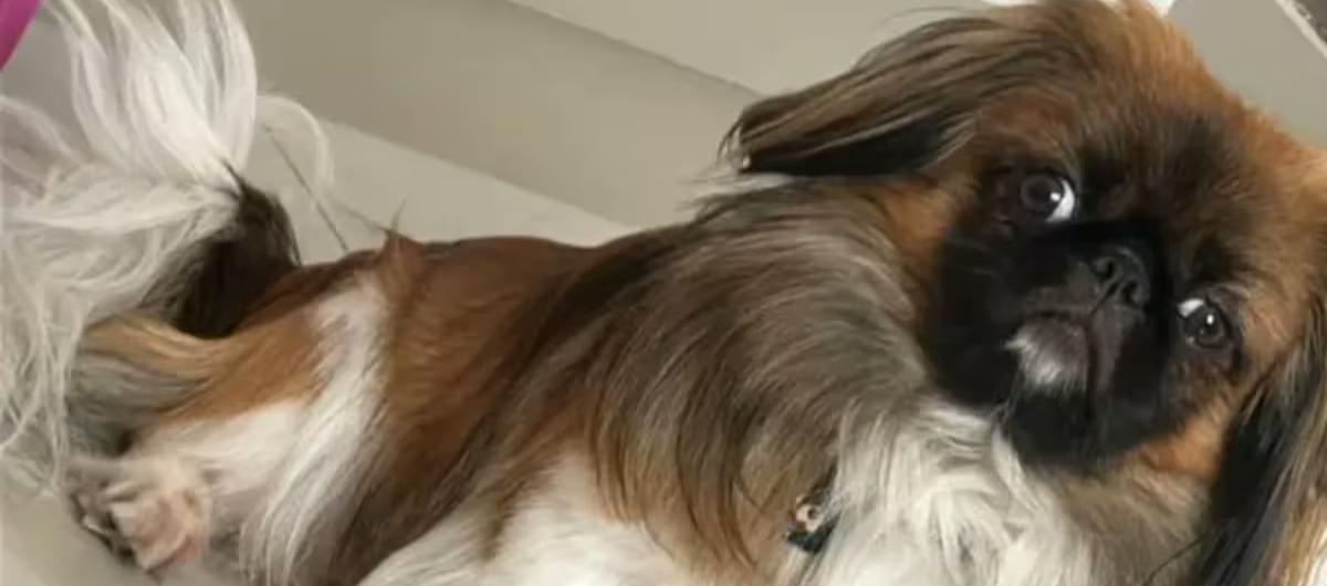 El chofer, al parecer, se opuso a que el can viajara en la cabina del bus. 