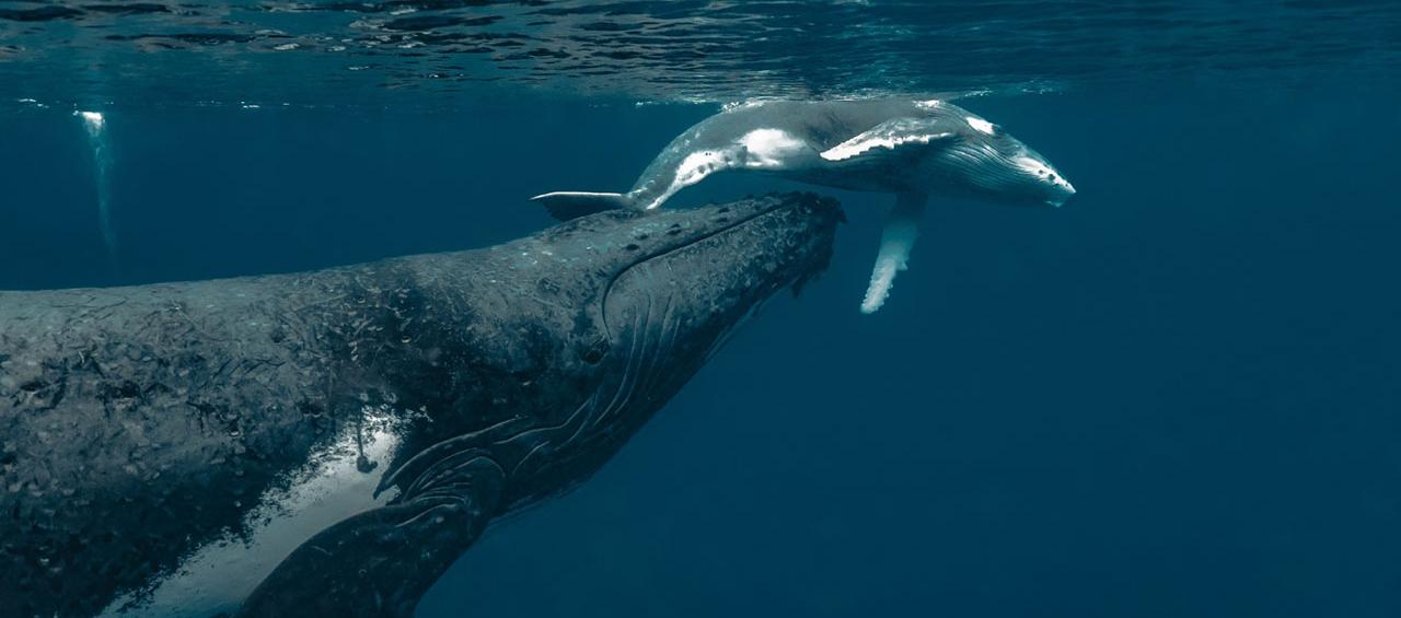 ​Colombia e​s un país privilegiado por ser paso y refugio de cetáceos, como la ballena yubarta.