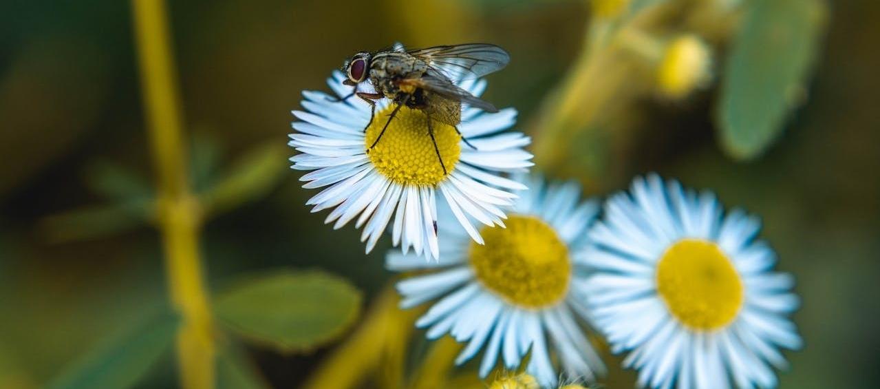 Nuevas especies de sírfidos (moscas de las flores).