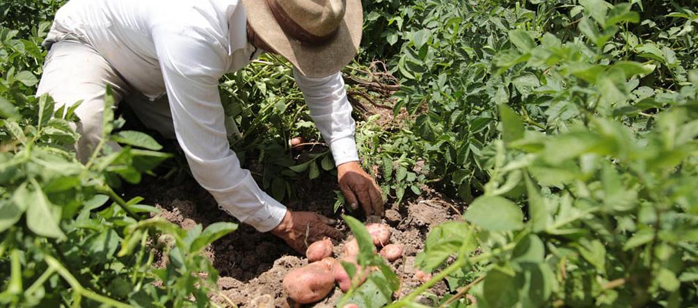 Siembra de papa.