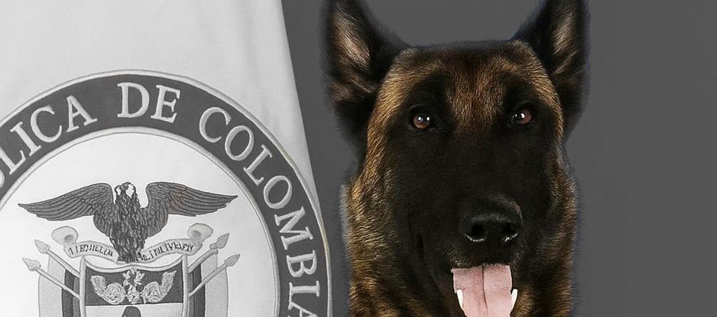 Sansón, un perro belga malinois de cinco años.