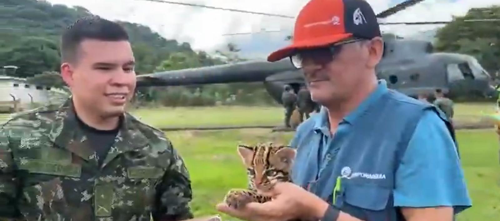 El tigrillo fue trasladado en helicóptero hasta Yopal, Casanare.