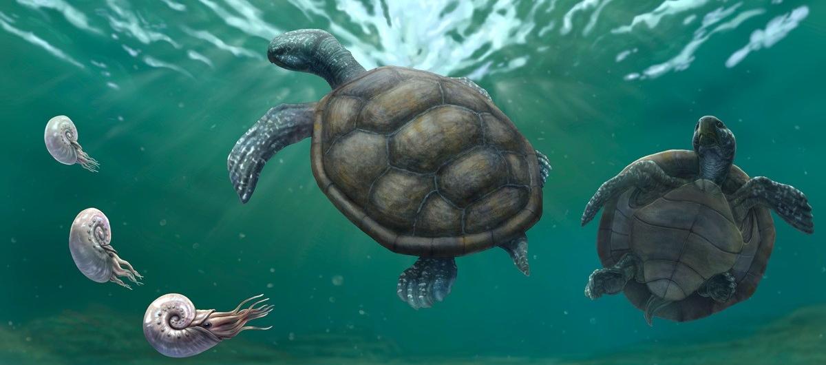 Craspedochelys renzi.