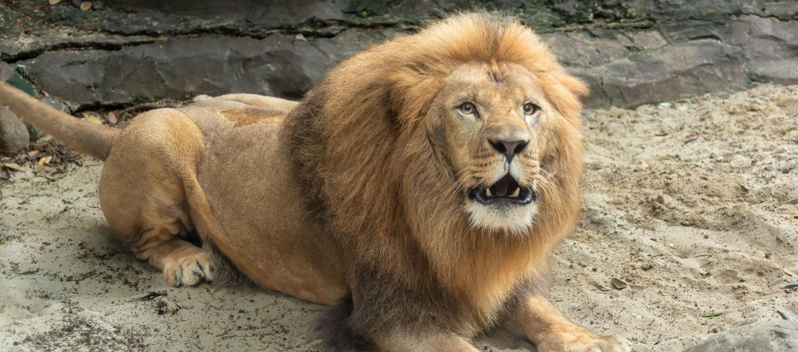 León en el Zoológico de Barranquilla.