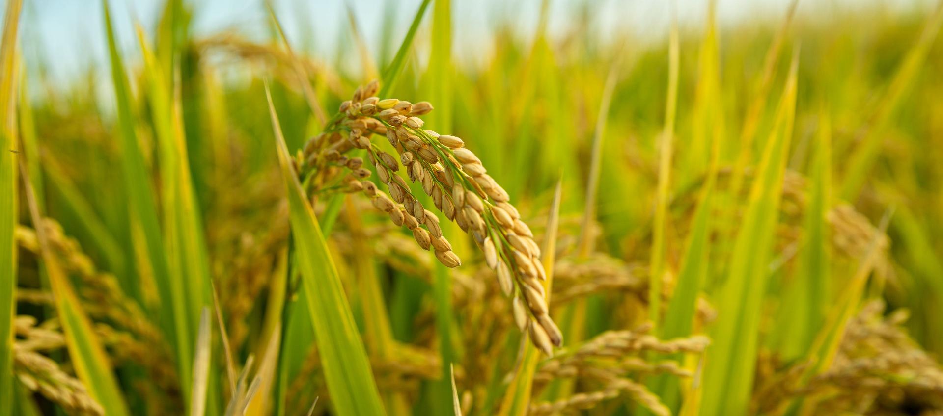 Hay preocupación por la decisión de someter el precio del arroz paddy verde a un régimen de libertad regulada. 