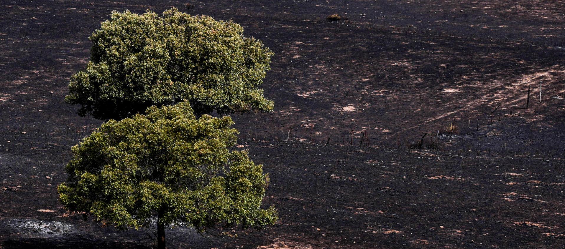 El incendio arrasó hectáreas.