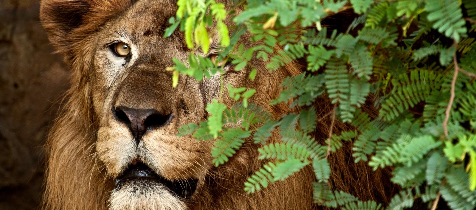 Es un león macho de tres años, nacido en el Bioparque Wakatá (Cundinamarca). 