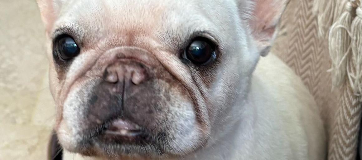 Mía, bulldog francés.