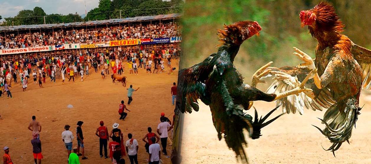 La Corte Constitucional dejó en firme prohibición de corralejas y peleas de gallos.