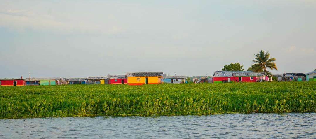 'Hydrilla', la planta invasora rodea a Nueva Venecia.