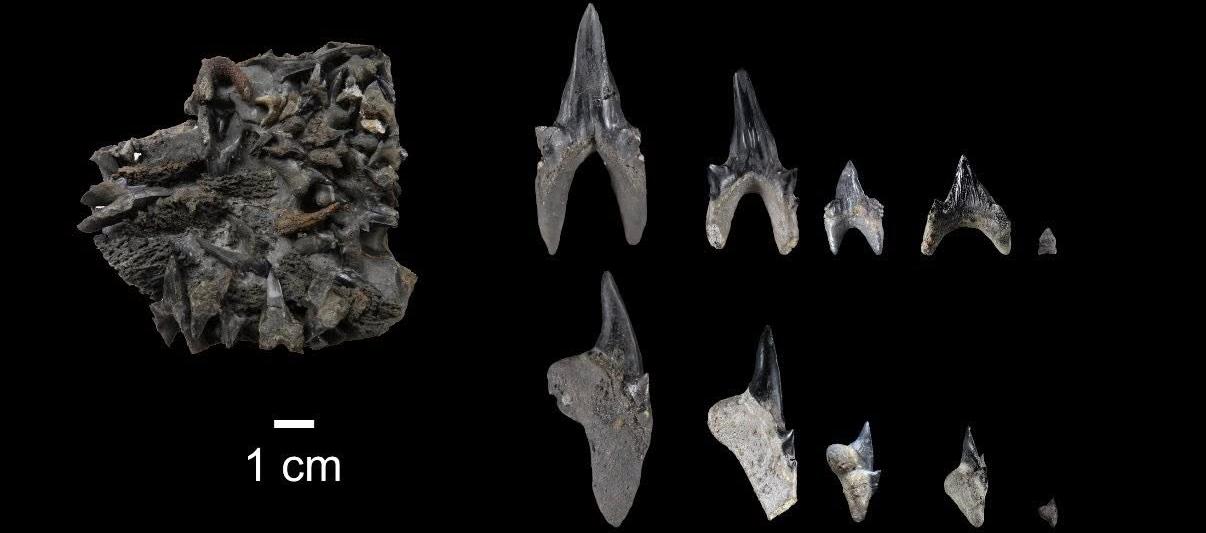 Protolamna ricaurtei