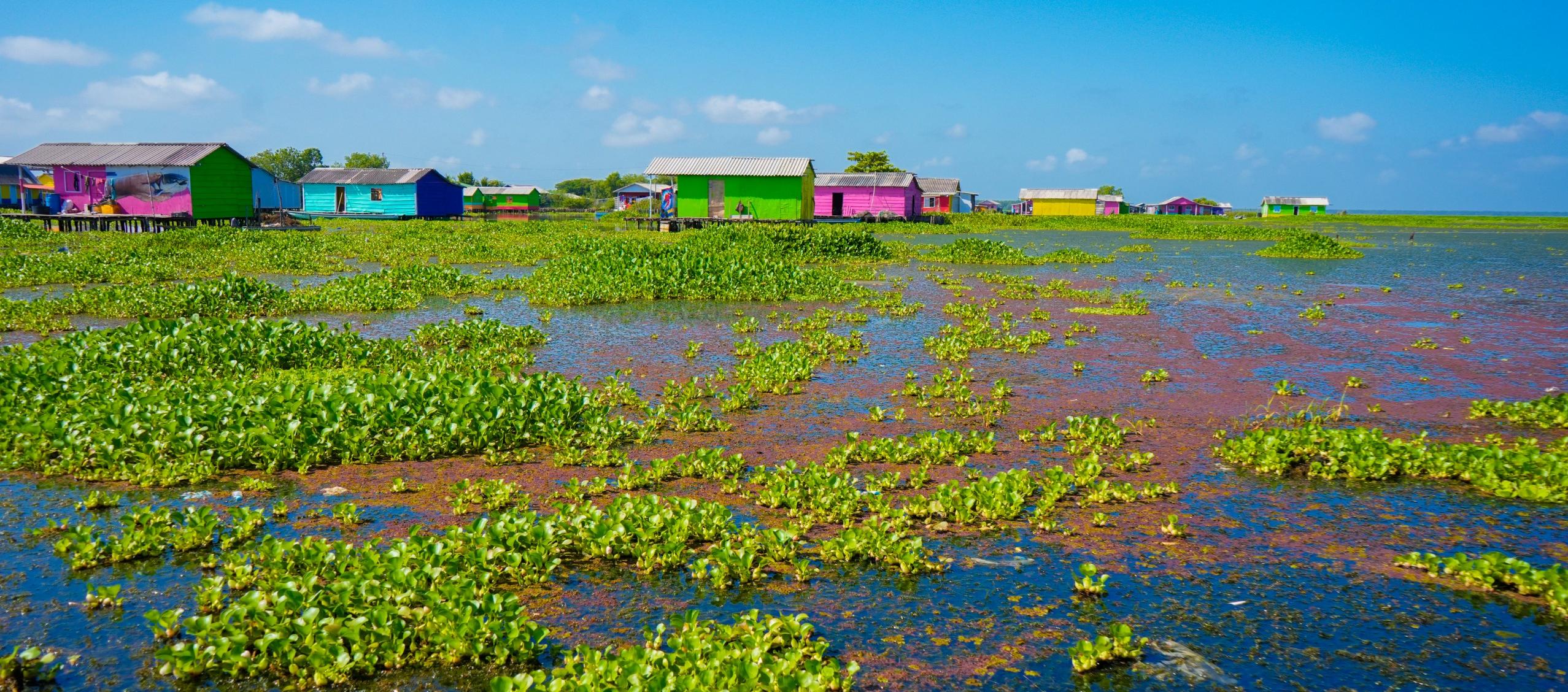 Tarulla y lama invaden la Ciénaga Grande