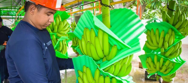 Bananos de exportación.