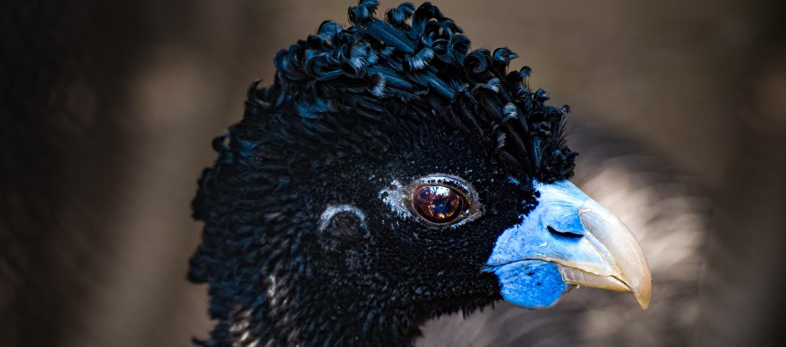 Paujil de pico azul (macho).