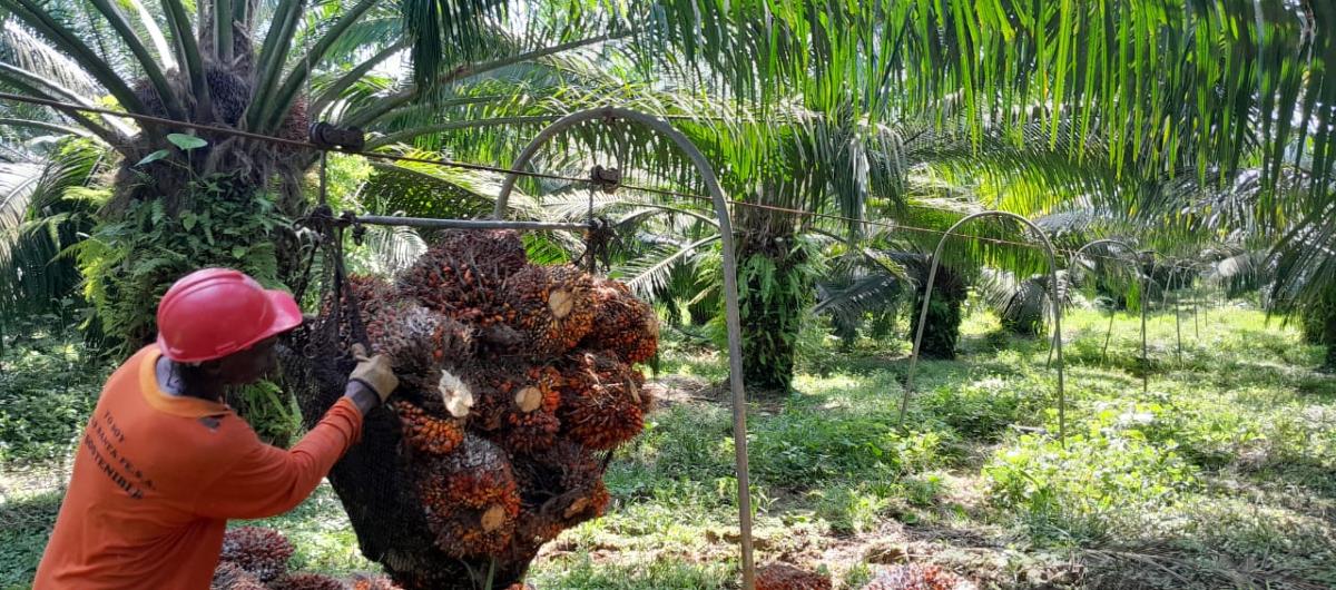 El sector palmicultor trabaja para ser autosuficiente en términos energéticos.