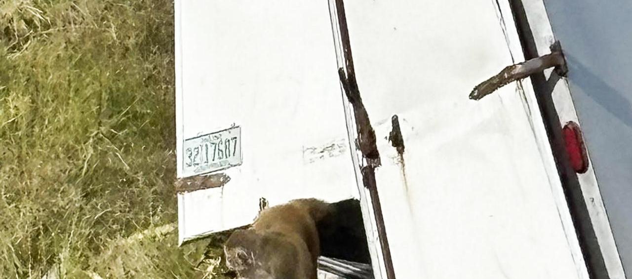 Accidente de camión donde escaparon los monos.