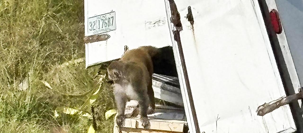 Camión que transportaba los monos rhesus se volcó en la Interestatal 59 en el condado de Jasper.