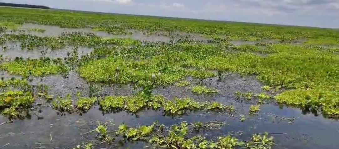 Así se ve la margen occidental de Nueva Venecia