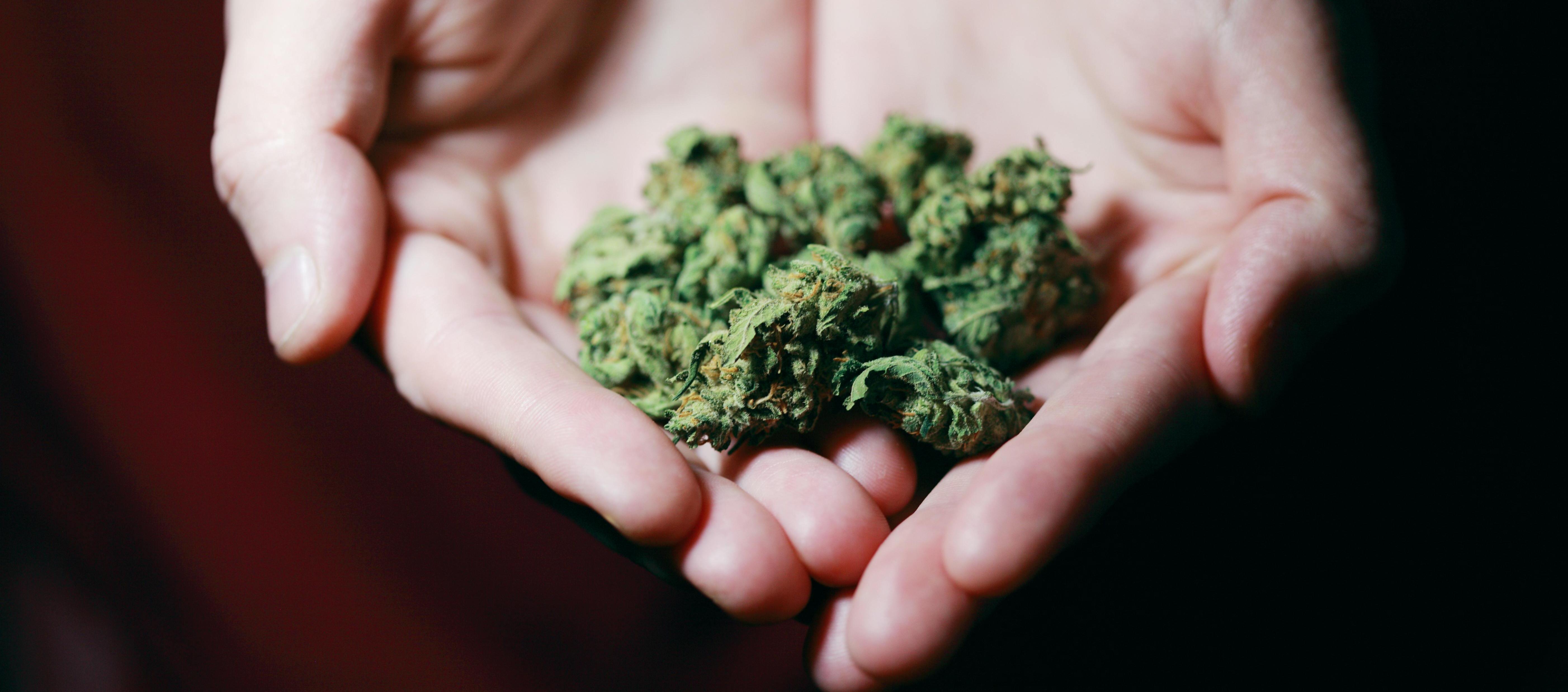 Imagen de referencia del cannabis.