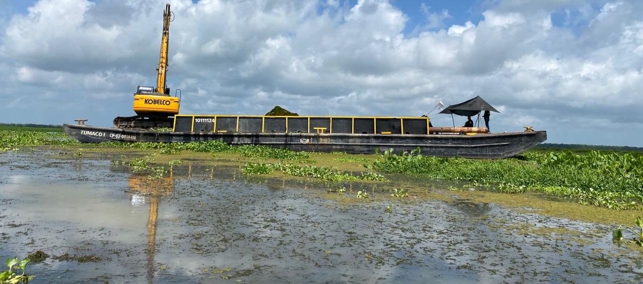 La invasión de Hydrilla en la Ciénaga Grande de Santa Marta