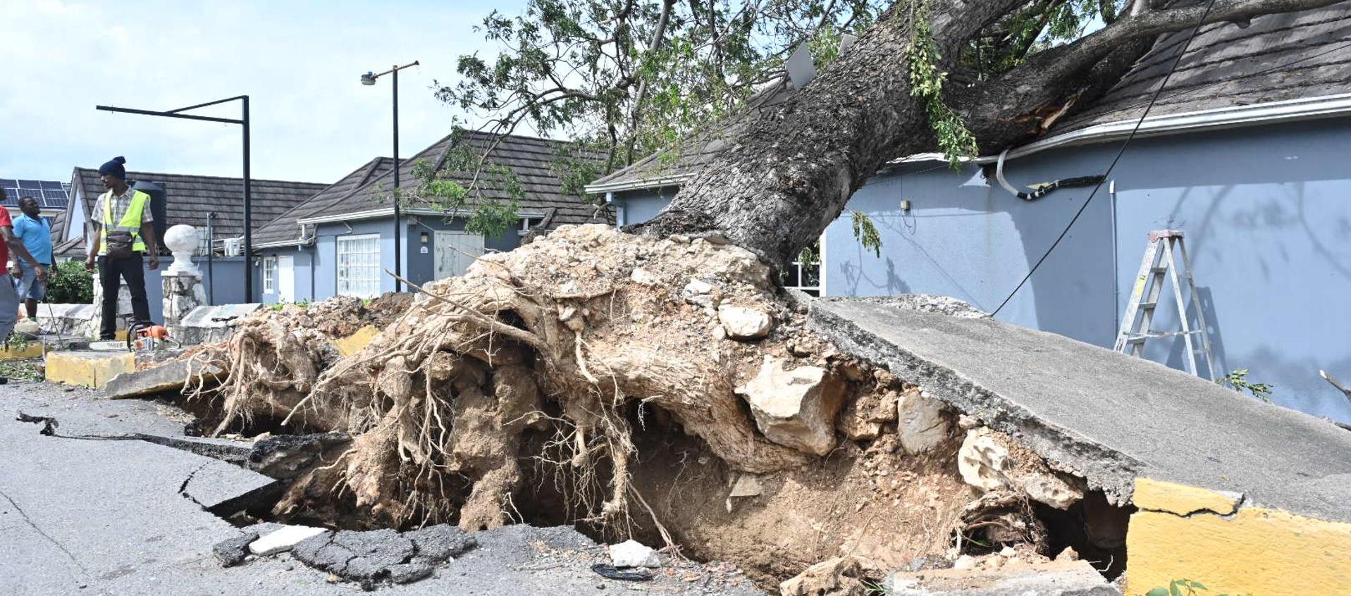 Los fuertes vientos del huracán tumbaron este árbol contra una parroquia en Jamaica. 