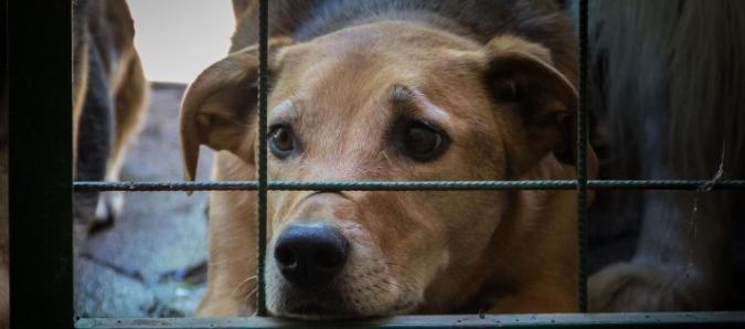 Imagen de referencia. 