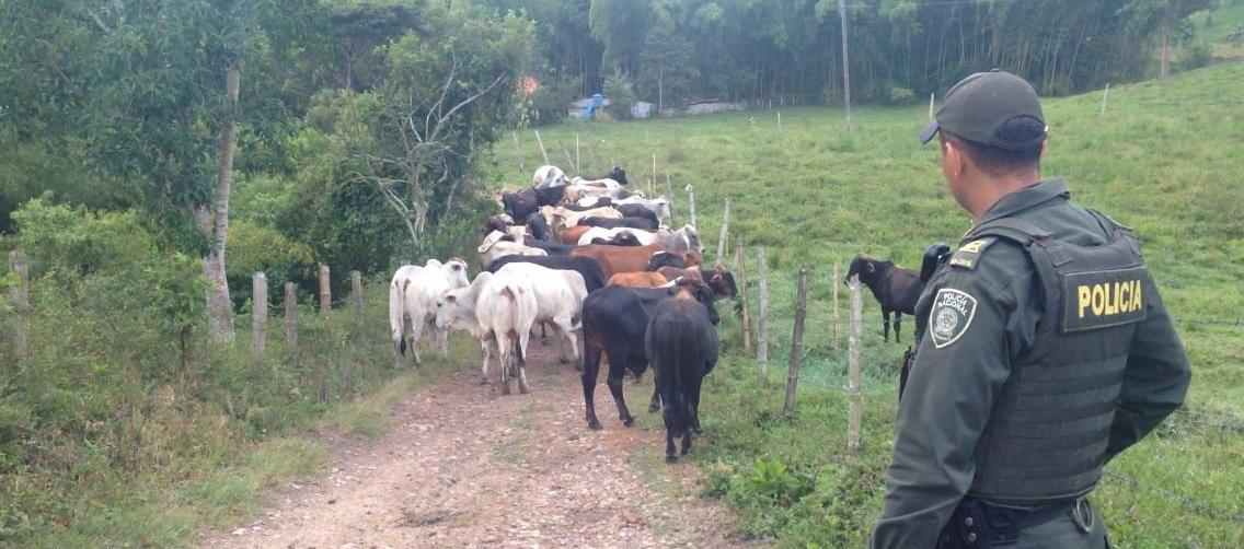 La Policía realiza operativos para evitar este tipo de delitos en contra de los pequeños ganaderos. 