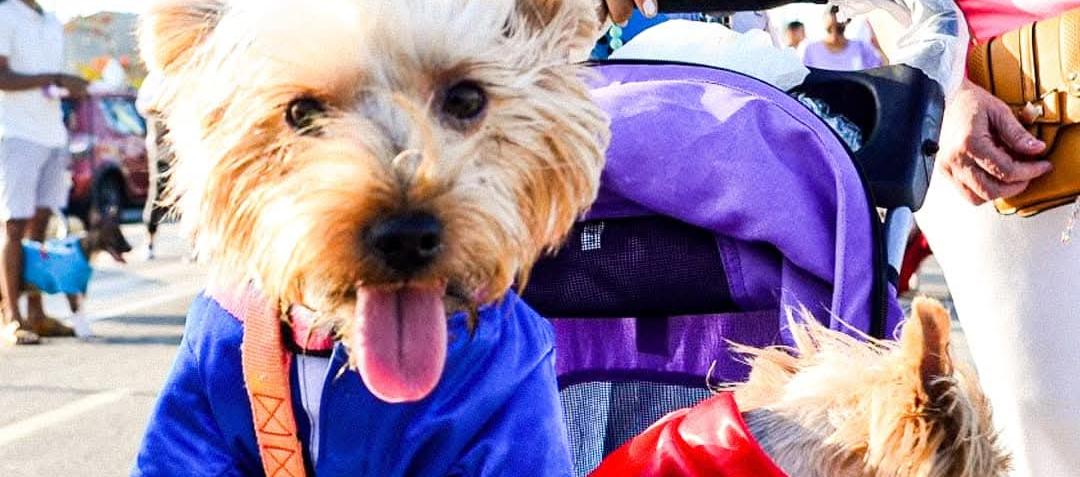 Gatos y perros recibirán una jornada de esterilización.